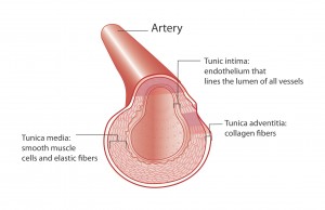Artery-figure3a