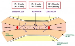 Equilibrium Between Intravascular And Interstitial figure 16