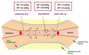 Equilibrium Between Intravascular And Interstitial figure 17