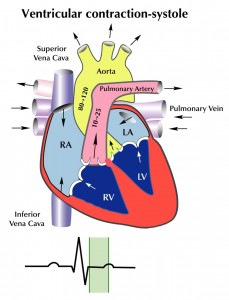 Ventricular Contraction Systole figure 6b