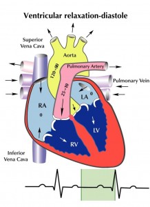 Ventricular Relaxation Distole figure 6a