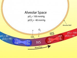 Alveolar Space