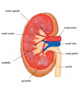 Renal Anatomy