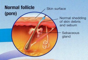Normal Follicle