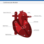 EM-Cardiovascular-Module