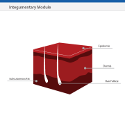EM-Integumentary-Module