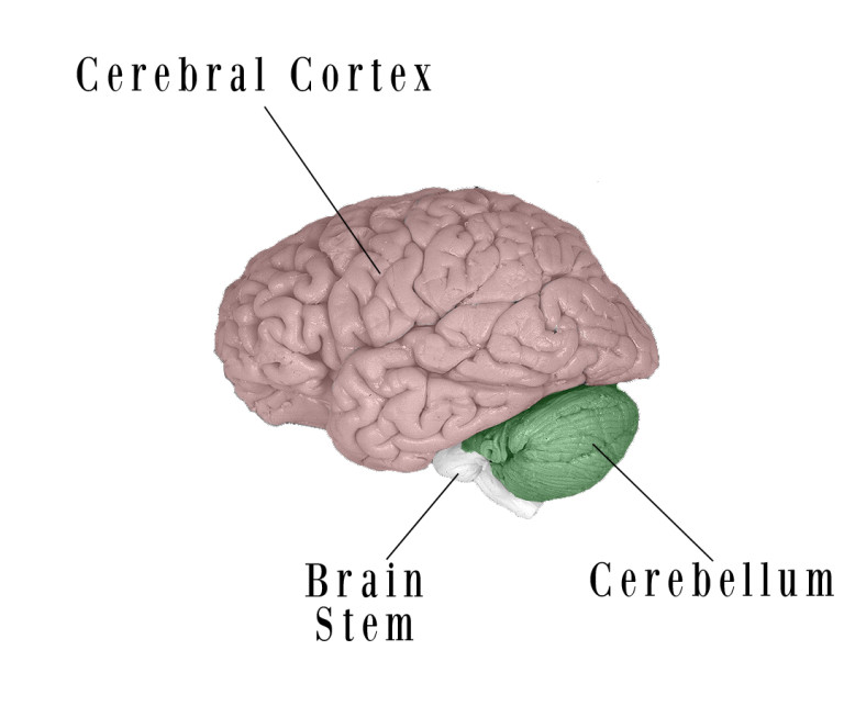 Fig 1 brain - Exploring Medicine