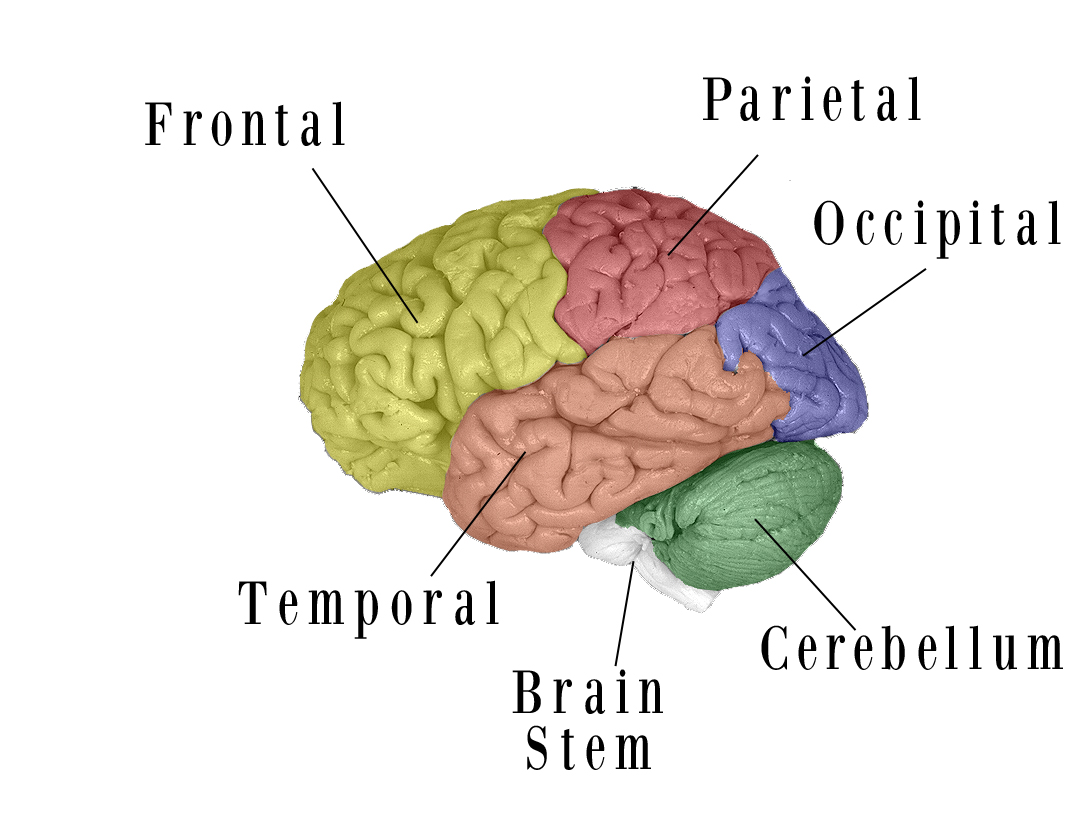 Fig 6 colored brain final labels - Exploring Medicine