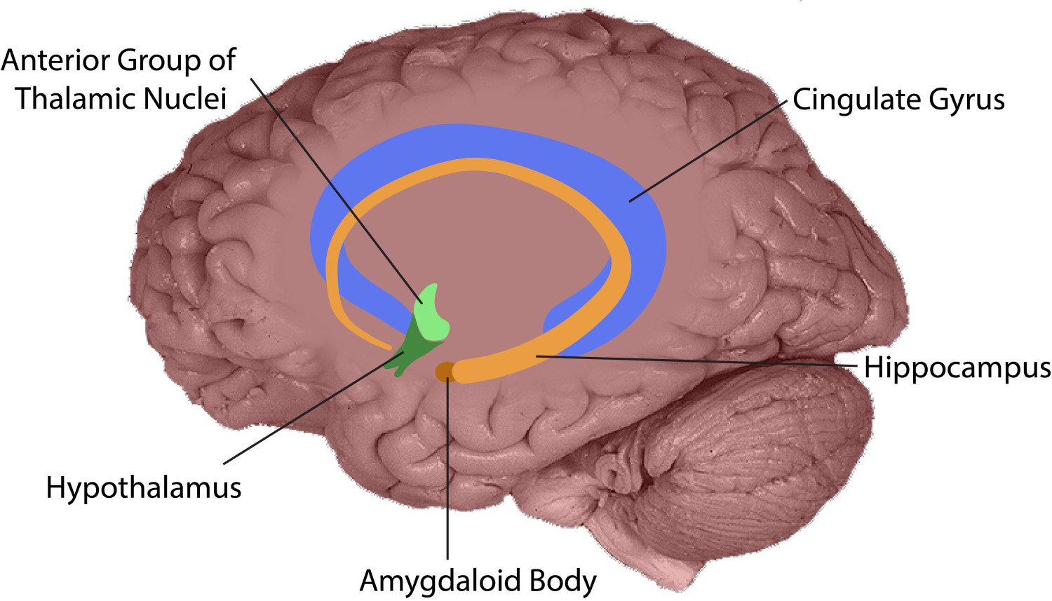 Fig 7 Limbic system added with labels - Exploring Medicine